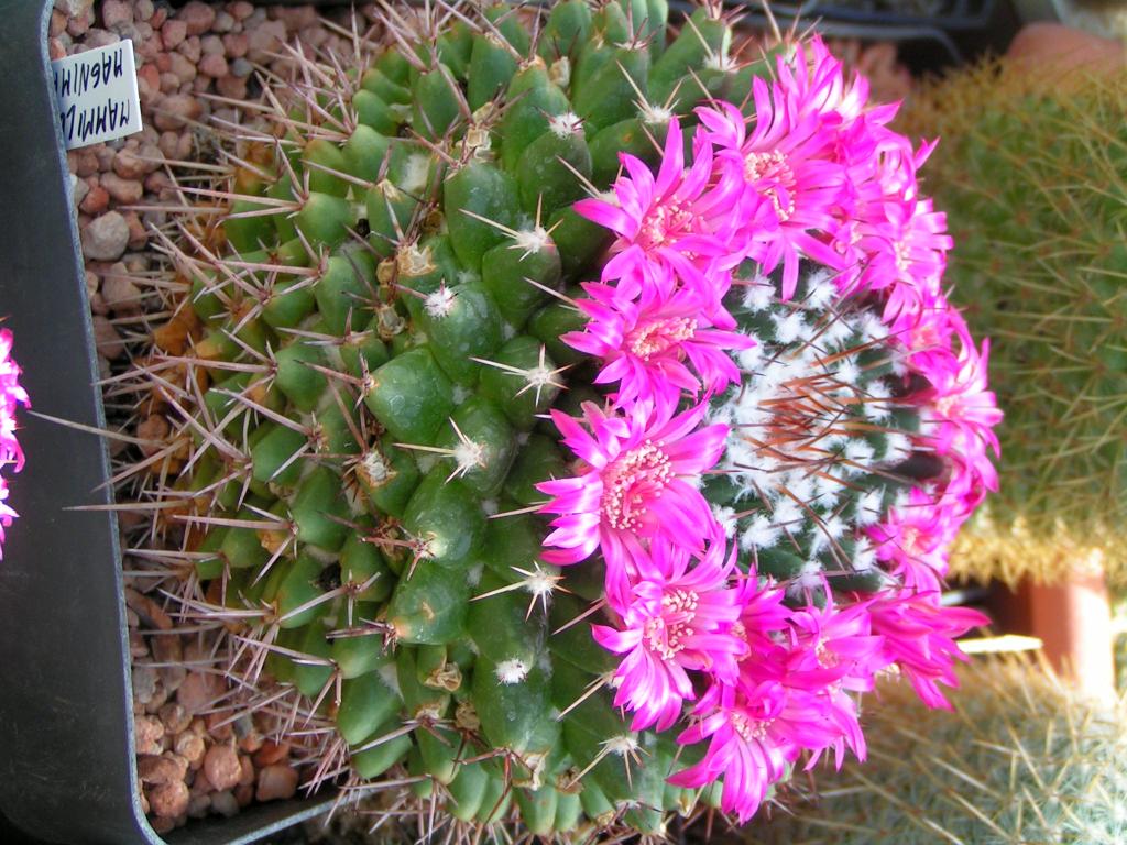 Mammillaria magnimamma